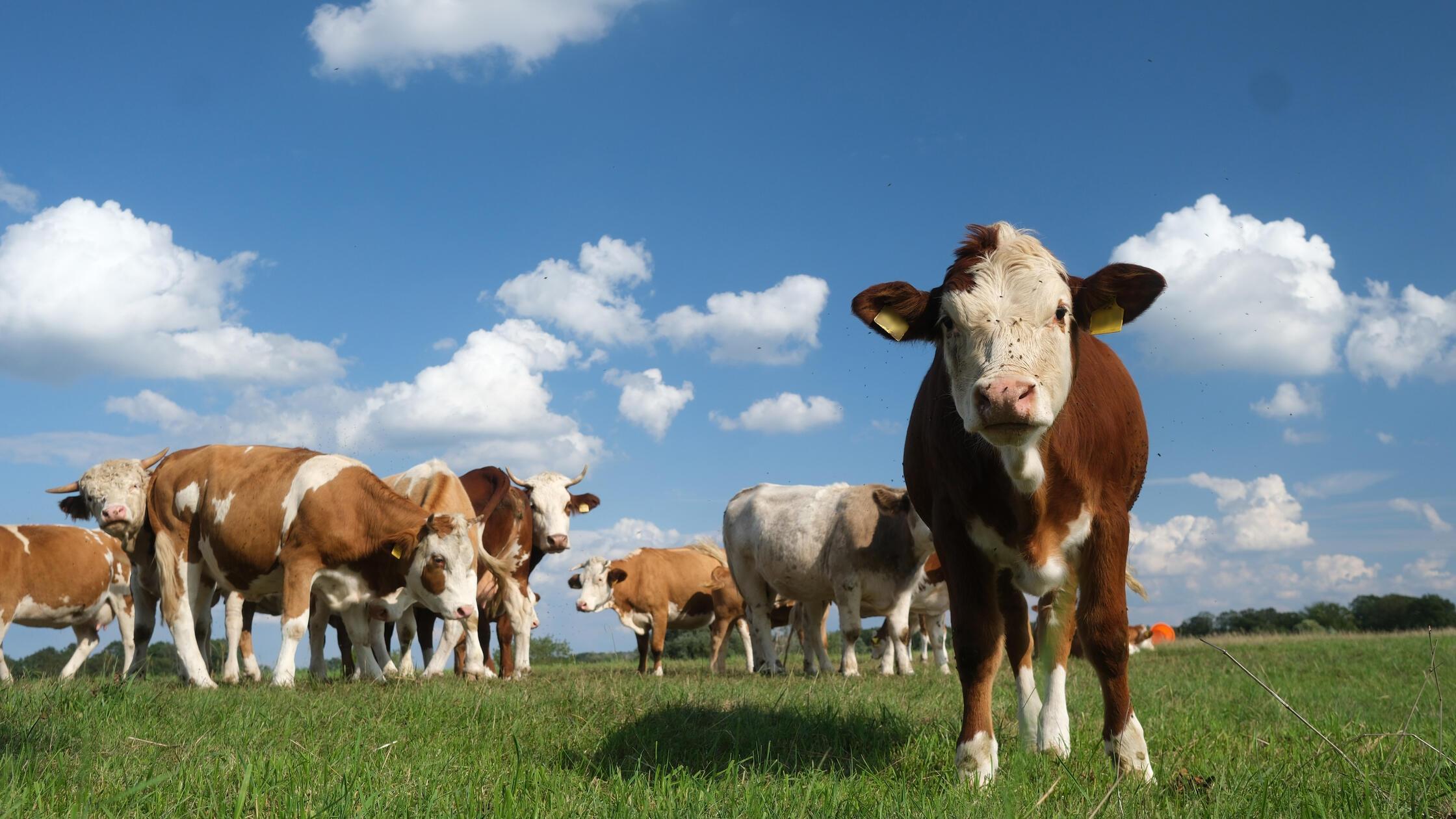 Bio-boomt-doch-Landwirte-fehlen-kobauern-in-Franken-m-ssen-zudem-aufgeben