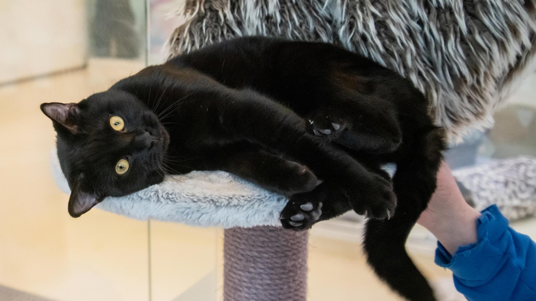 Foto: Nadja Borchert/Tierheim Nürnberg, gesp.02.02