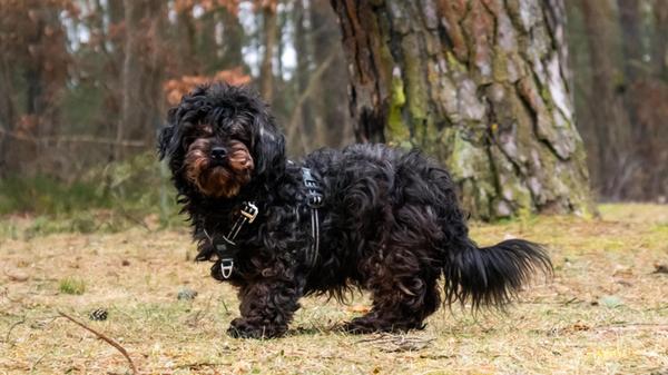 Foto: Nadja Borchert/Tierheim Nürnberg, gesp.02.02
