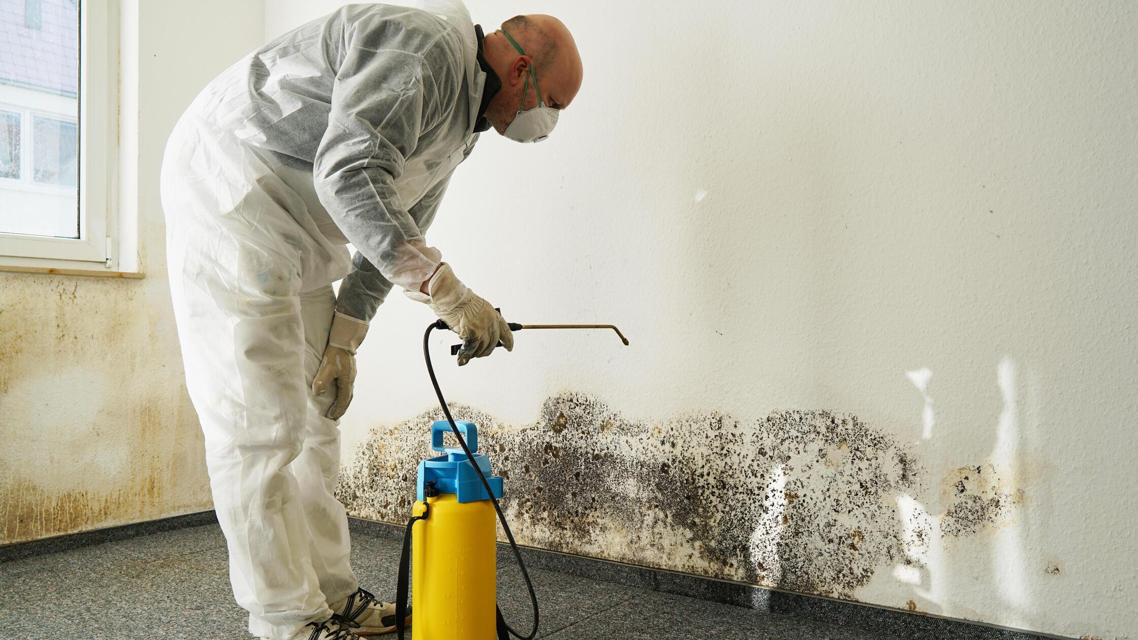 Spezialist bei der Beseitigung von starkem Schimme