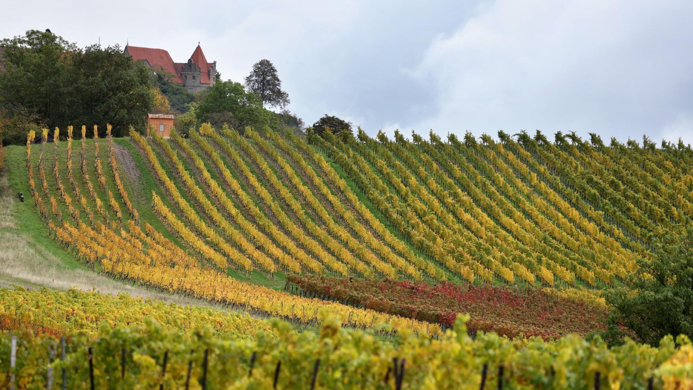 Wolken ziehen über die herbstlich verfärbten Weinb