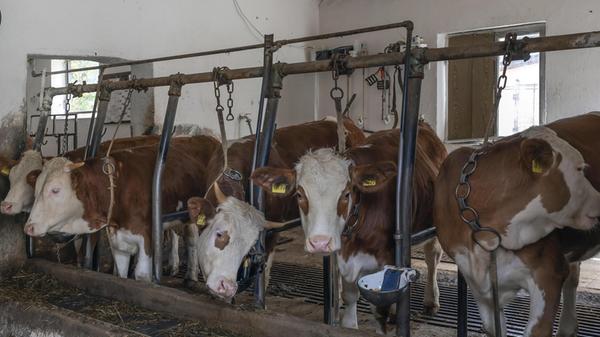 Milchkühe in der Anbindehaltung, Bayern, Deutschla