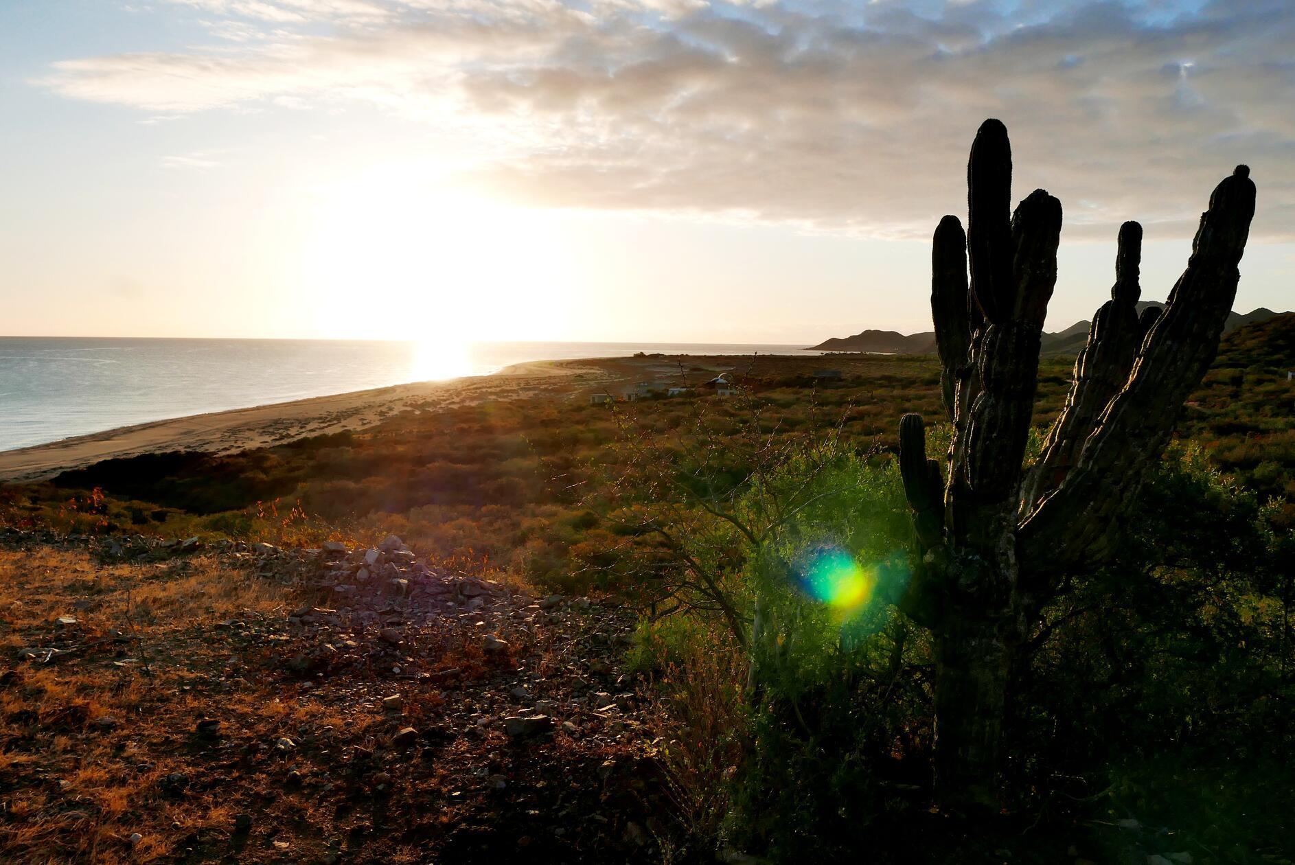 Der Strand von Cabo Pulmo am Morgen. Hier steigen wir zu zwei tollen Tauchgängen ins Meer.
