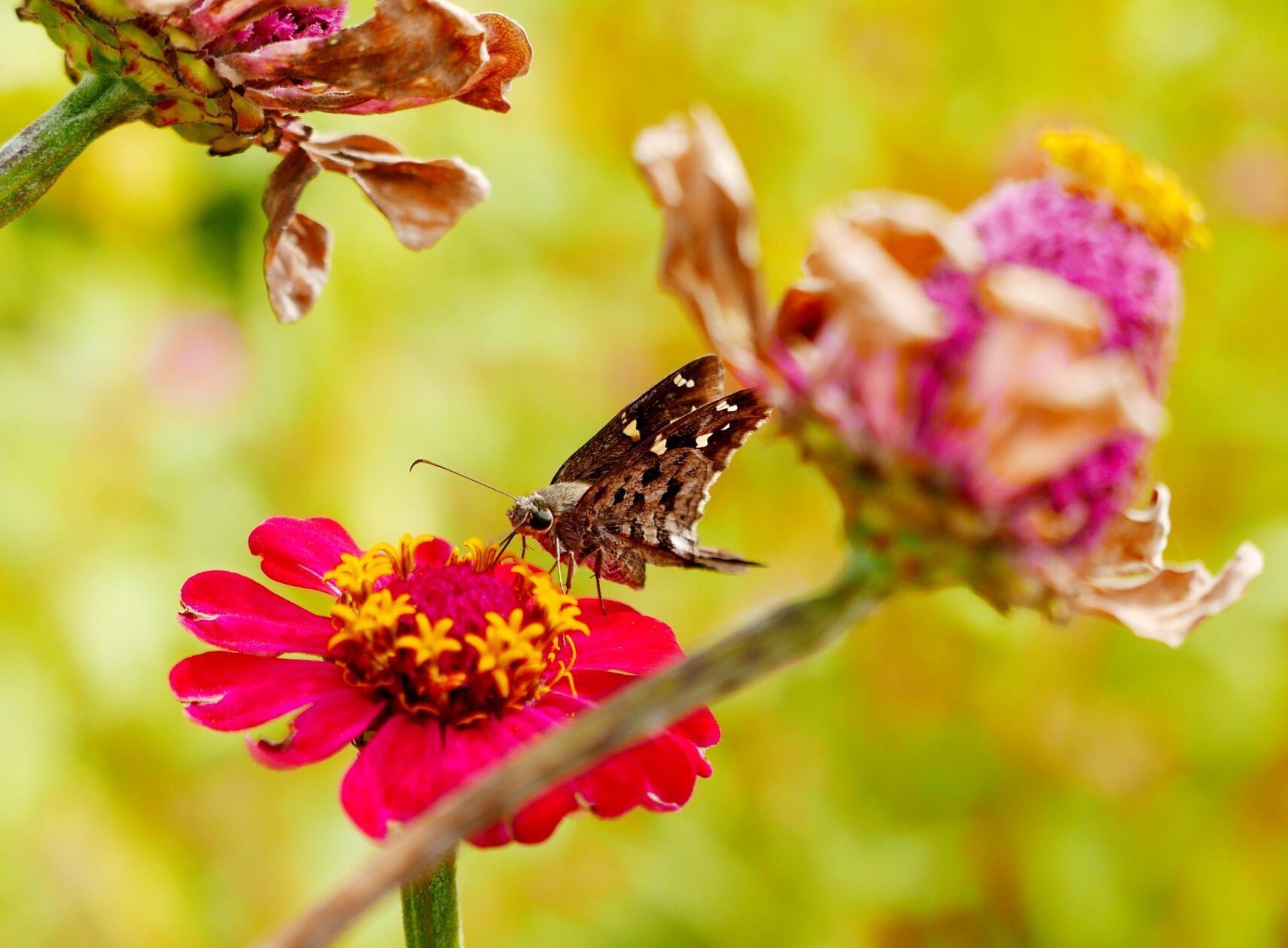 Auch Blumen werden als Deko aufs Essen gelegt - hier eine Blüte im Garten mit Schmetterling.