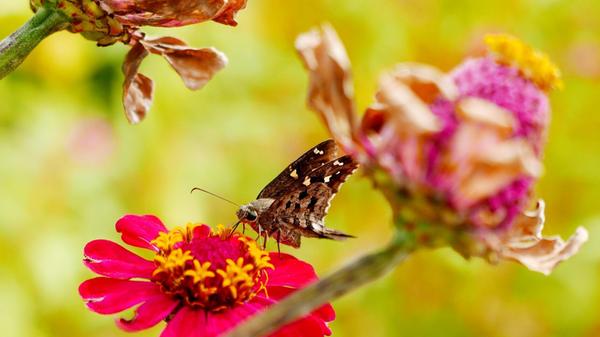 Auch Blumen werden als Deko aufs Essen gelegt - hier eine Blüte im Garten mit Schmetterling.