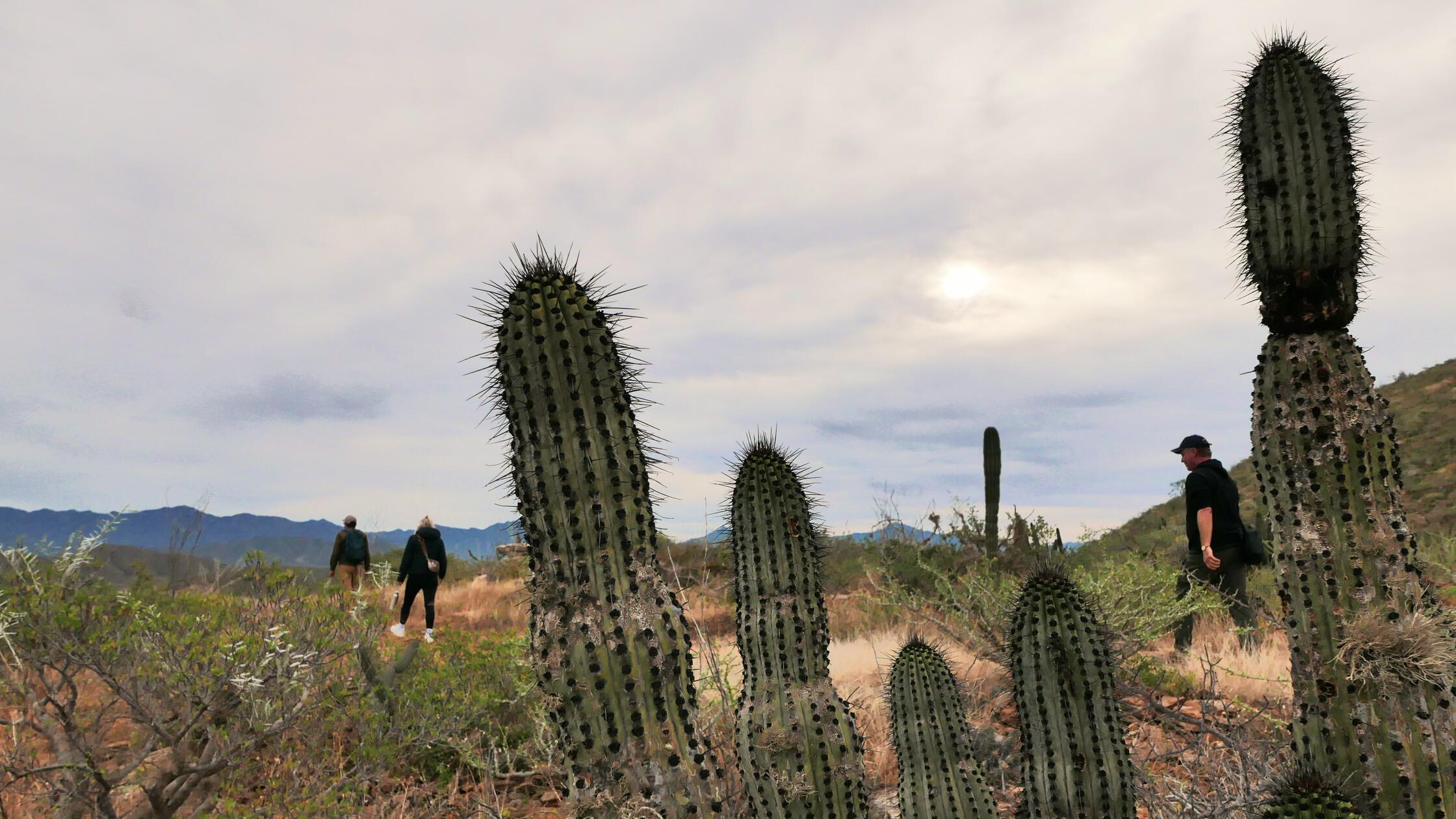 2026 Mexiko Los Cabos Baja California Niese