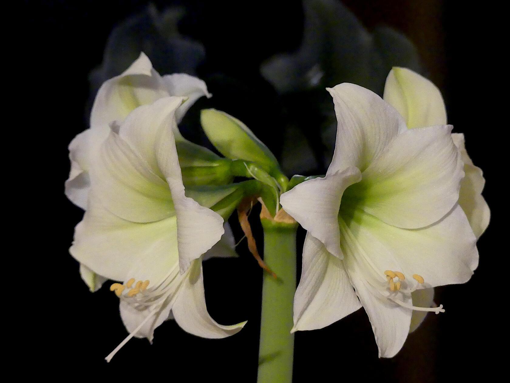 Elegant und wunderschön-Amaryllisblüten erfreuen den Betrachter in den Wintermonaten.