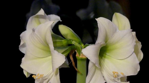 Elegant und wunderschön-Amaryllisblüten erfreuen den Betrachter in den Wintermonaten.