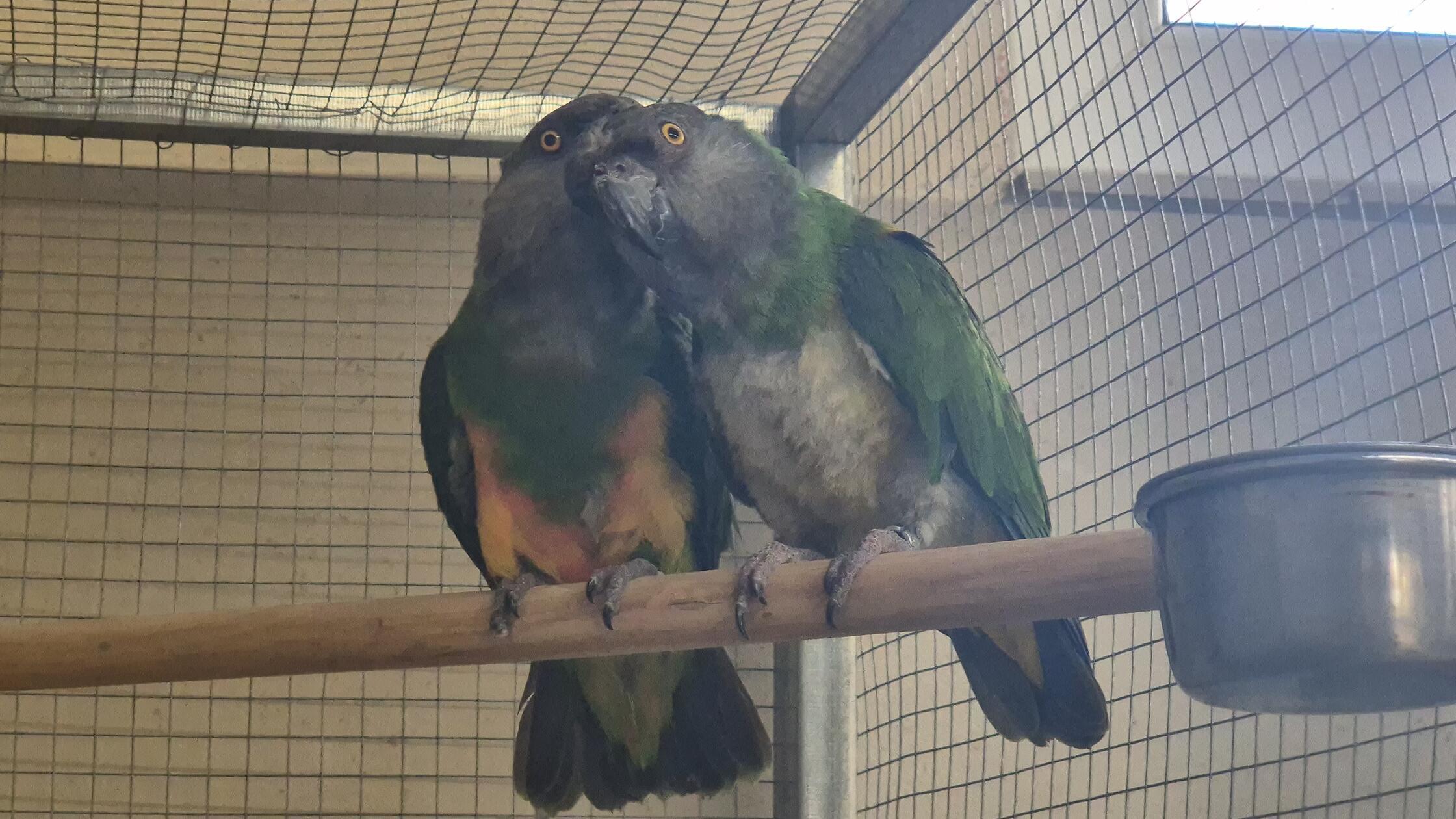 Pari und Senator