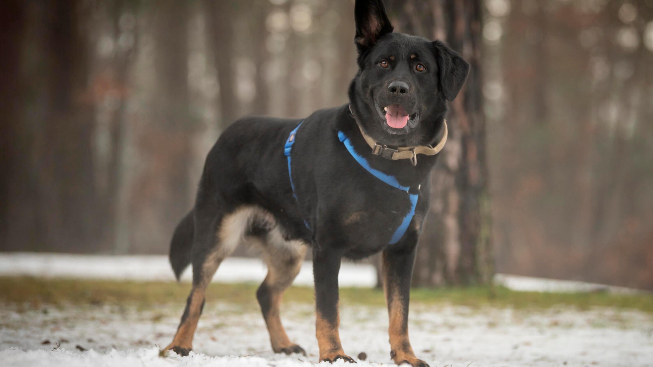 01_15-Tierheim-Hunde-Chiara-Calow_19