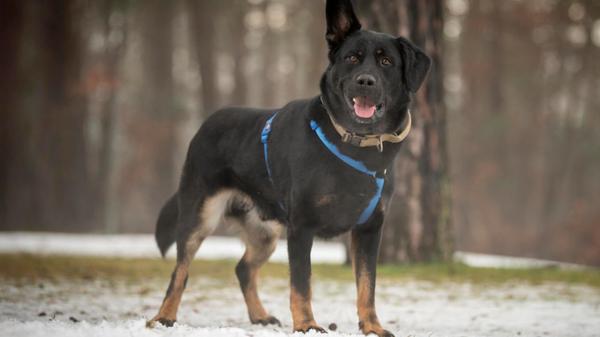 01_15-Tierheim-Hunde-Chiara-Calow_19