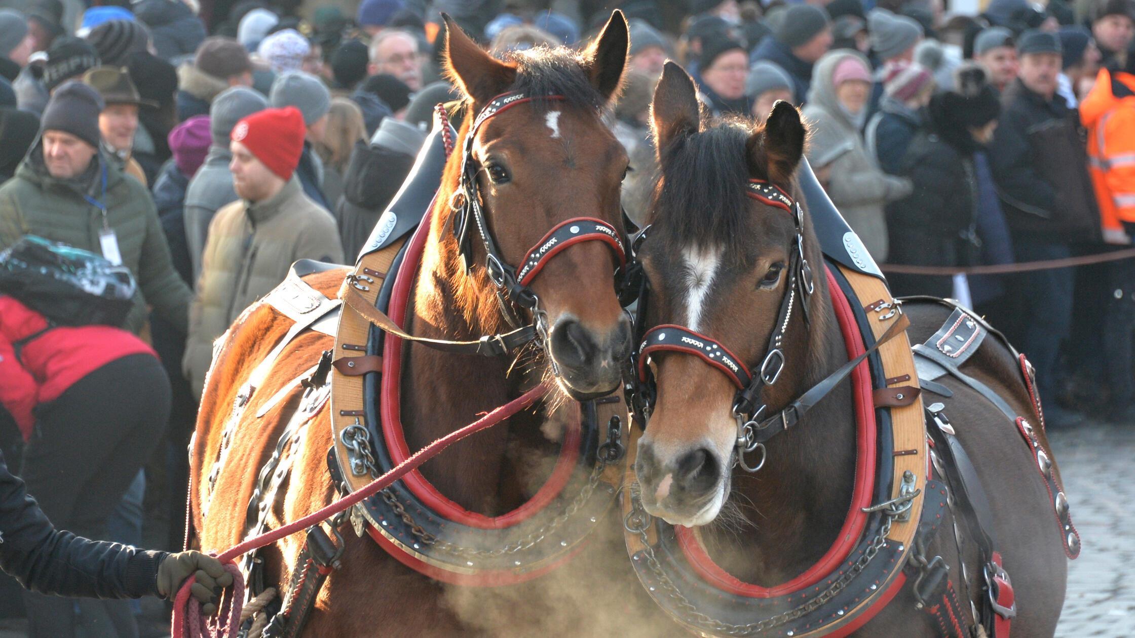 Tradition-unter-Beschuss-Pferde-Experte-ist-sauer-ber-Kritik-am-Rossmarkt-in-Berching