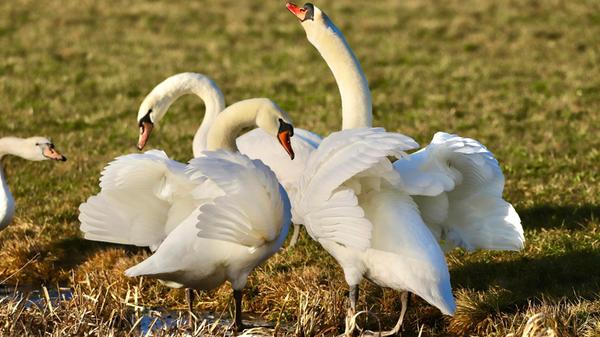 Nanu, gibt es hier etwa Streitereien?