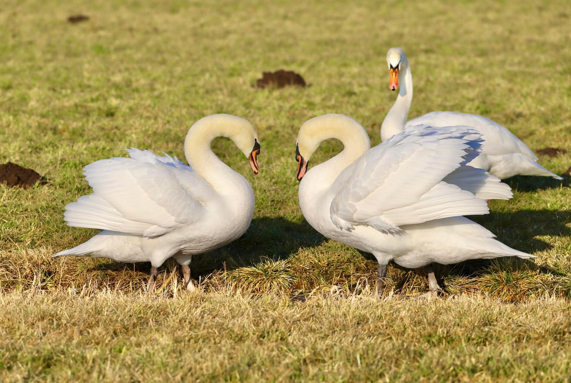 Auf den Wiesen zwischen Trommetsheim und Alesheim genießen die Schwäne die ersten warmen Sonnenstrahlen.