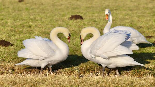 Auf den Wiesen zwischen Trommetsheim und Alesheim genießen die Schwäne die ersten warmen Sonnenstrahlen.