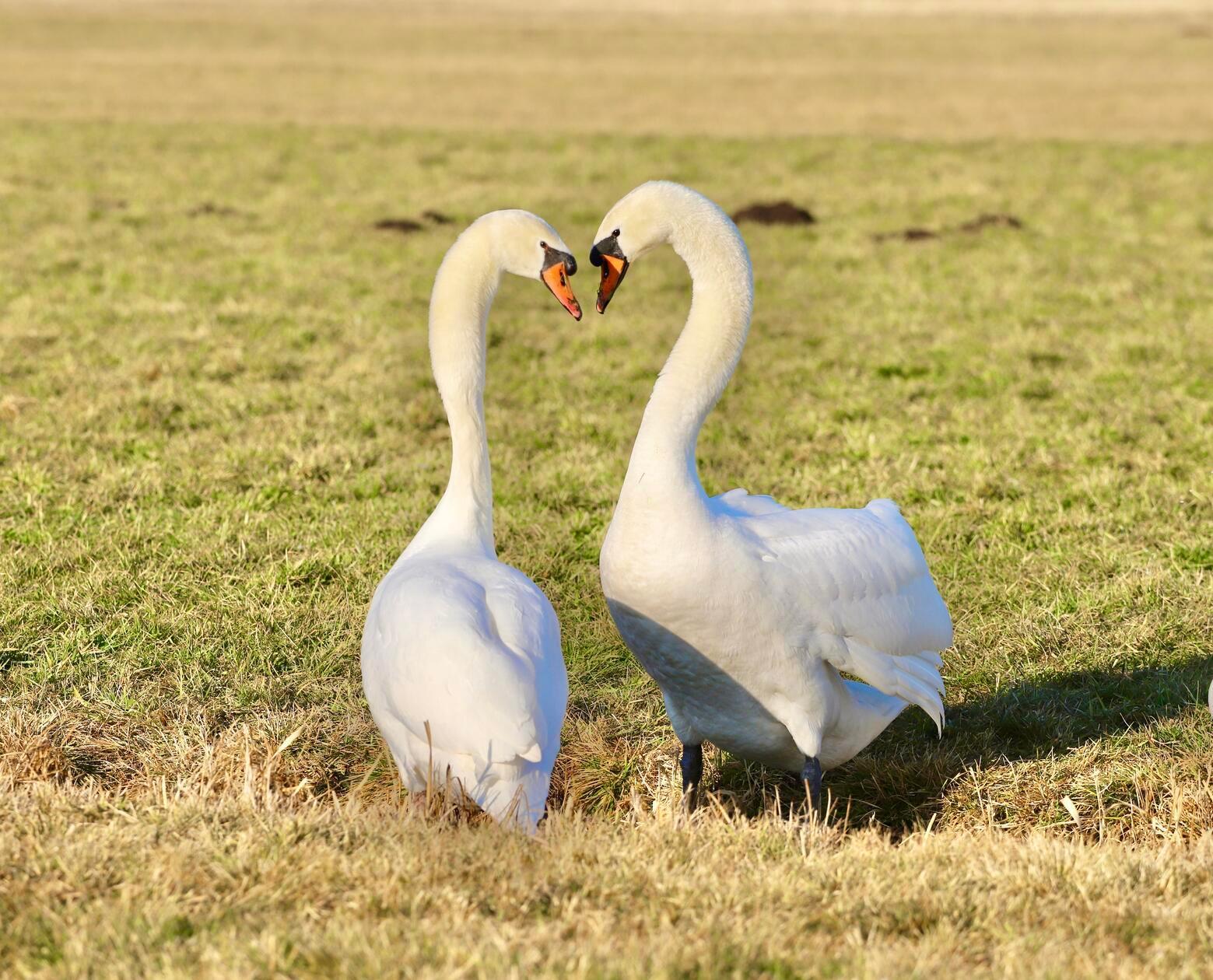 Die lebenslange Treue der Schwäne ist sehr beeindruckend.