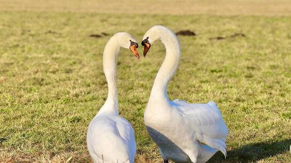 Die lebenslange Treue der Schwäne ist sehr beeindruckend.