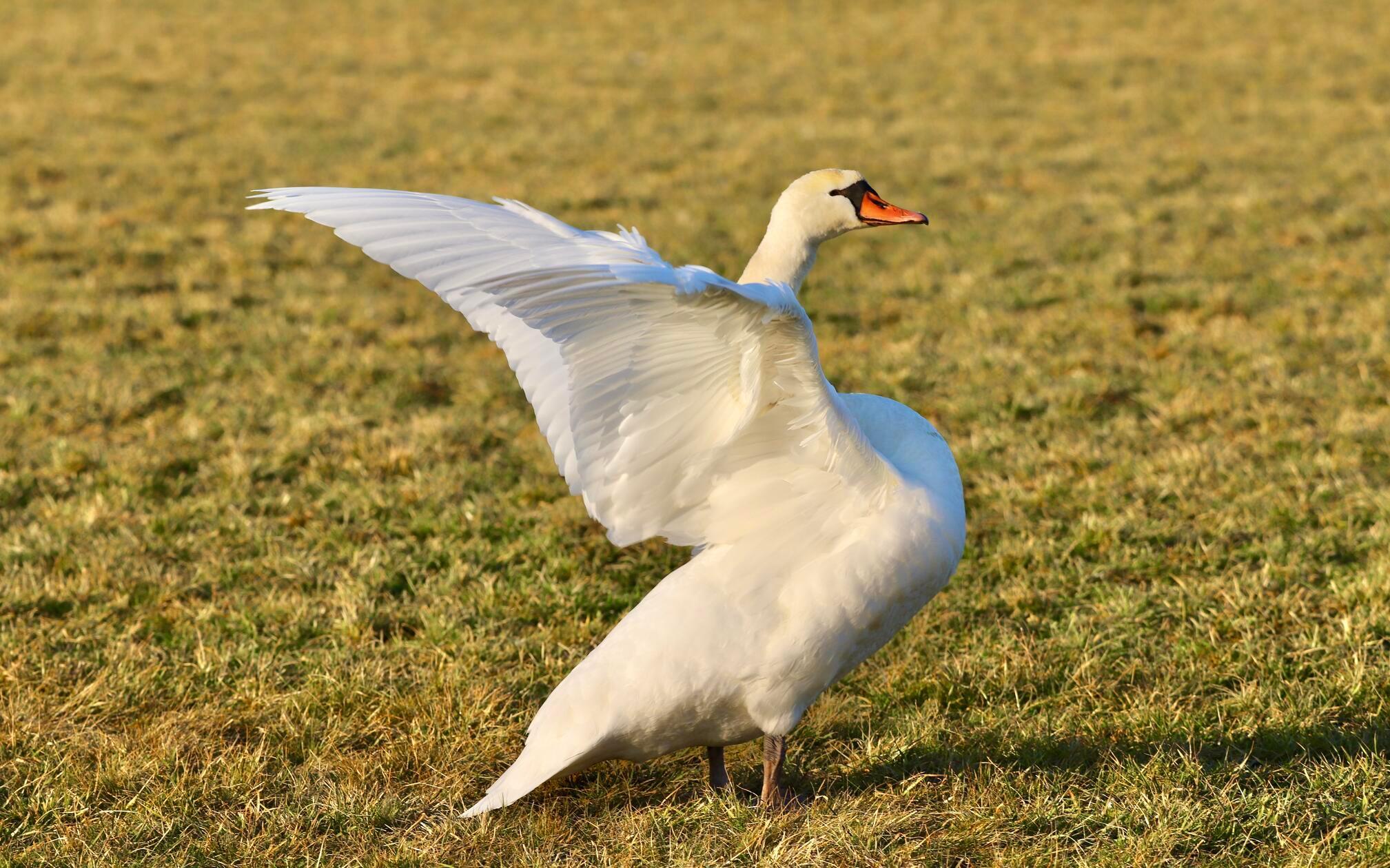 Eleganz und Anmut- fast könnte man meinen, dieser Schwan tanzt im Sonnenschein.