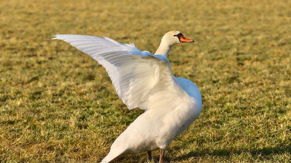 Eleganz und Anmut- fast könnte man meinen, dieser Schwan tanzt im Sonnenschein.