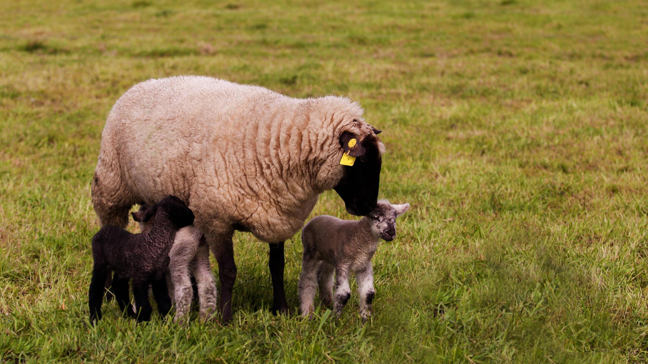 White ewe with black face with three lambs, one bl