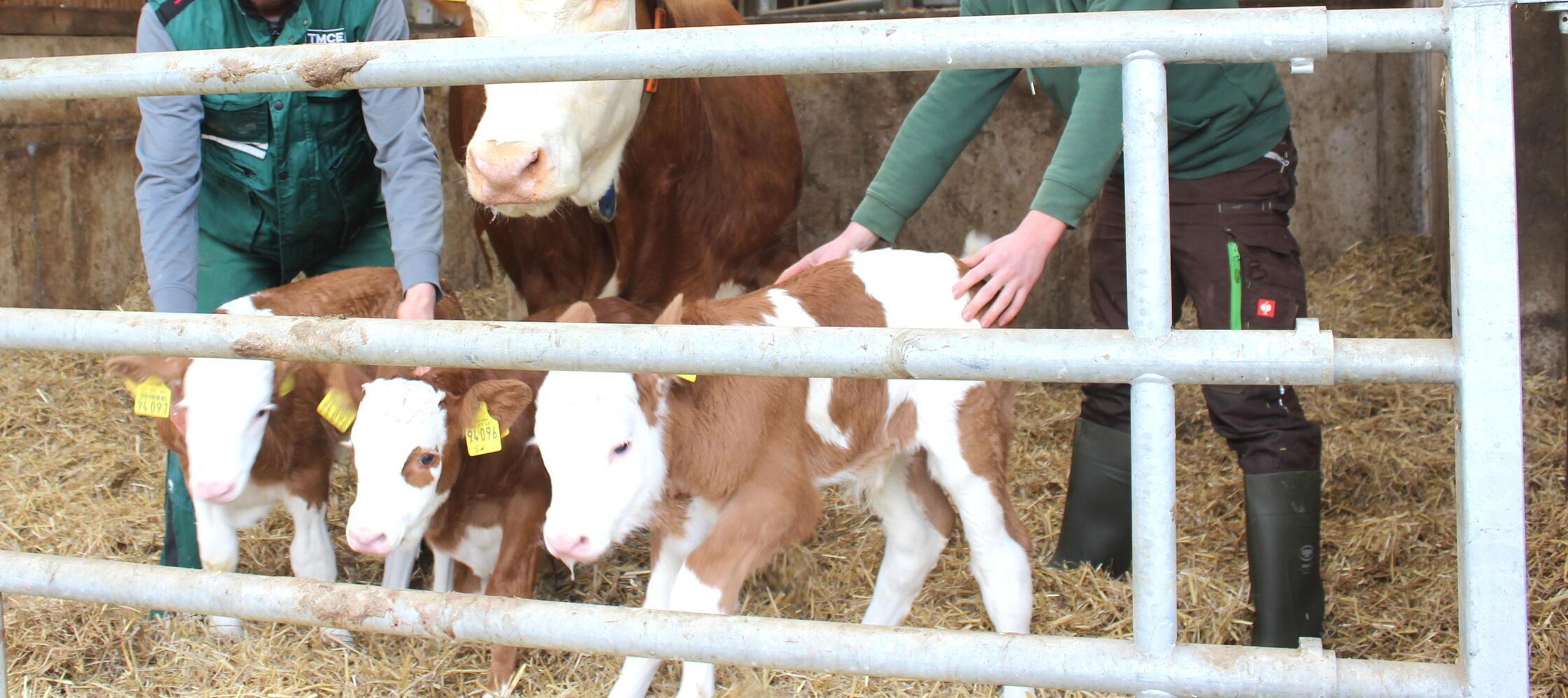 Die Mutterkuh mit ihren drei männlichen Nachkommen