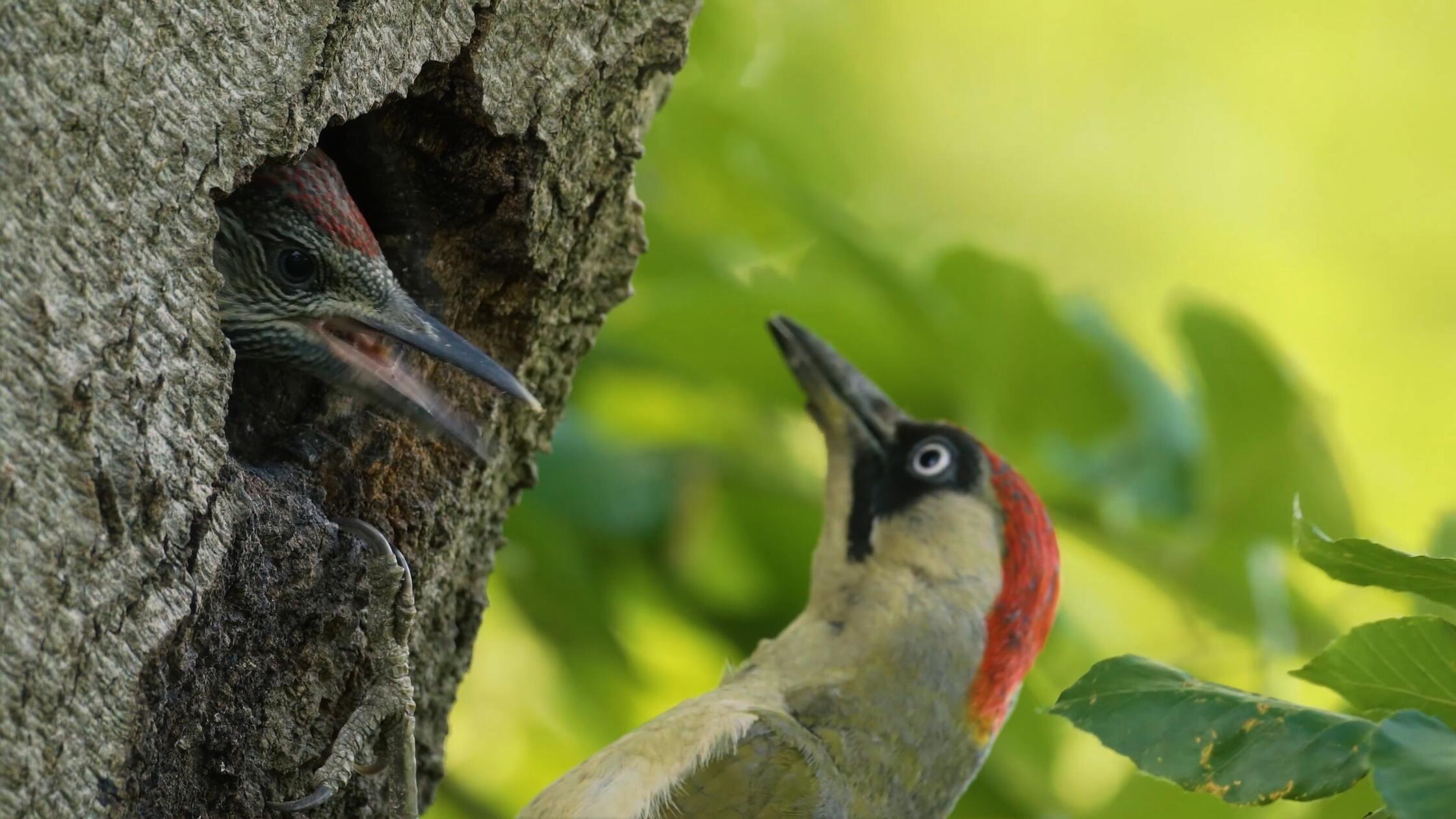 Im Rhythmus der Jz.150925_00_14_16_03_Grünspecht