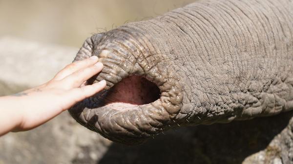 Ein Kind streichelt den Rüssel eines Elefanten im