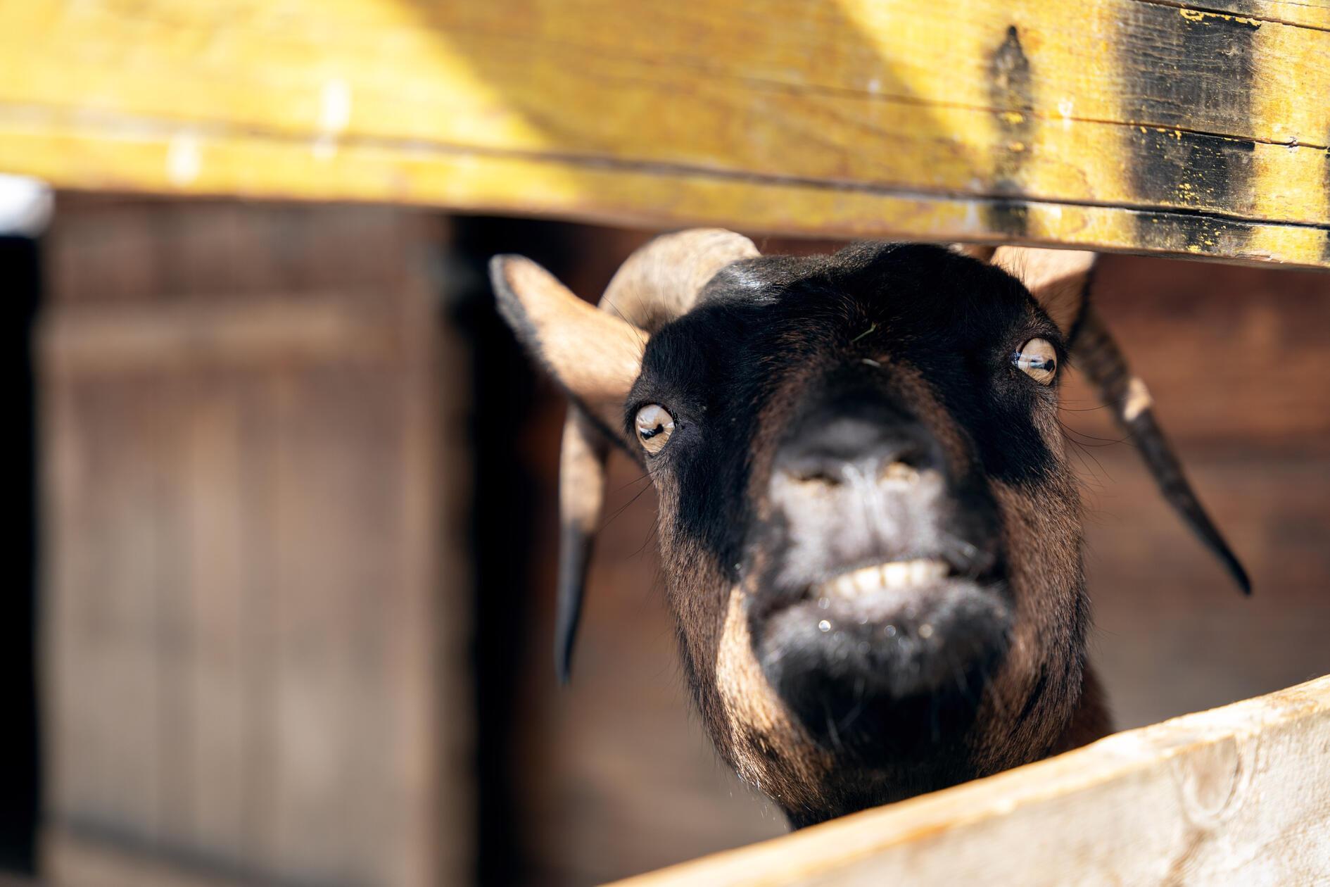 Tierische Begegnungen auf der Via Mundaun.