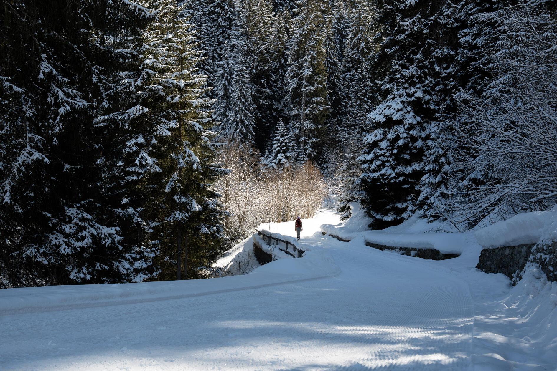Ruhe und Idylle im Winterwald.