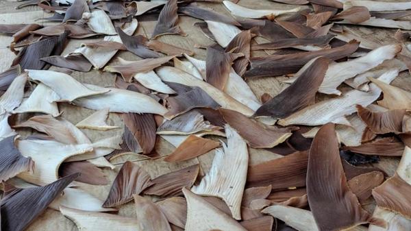 Auf diesem von der brasilianischen Bundespolizei z