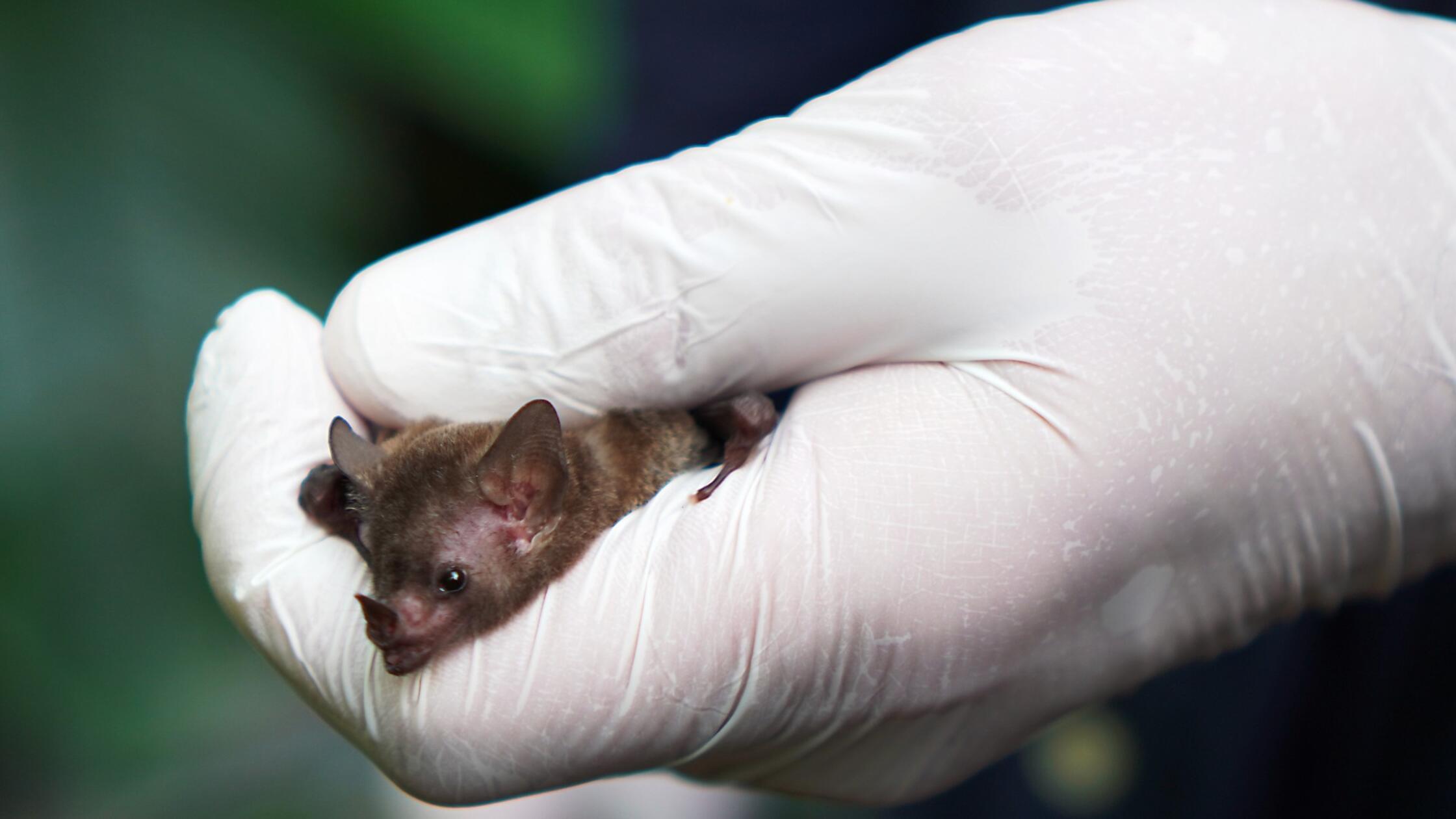 Fledermaus im Tiergarten Nürnberg