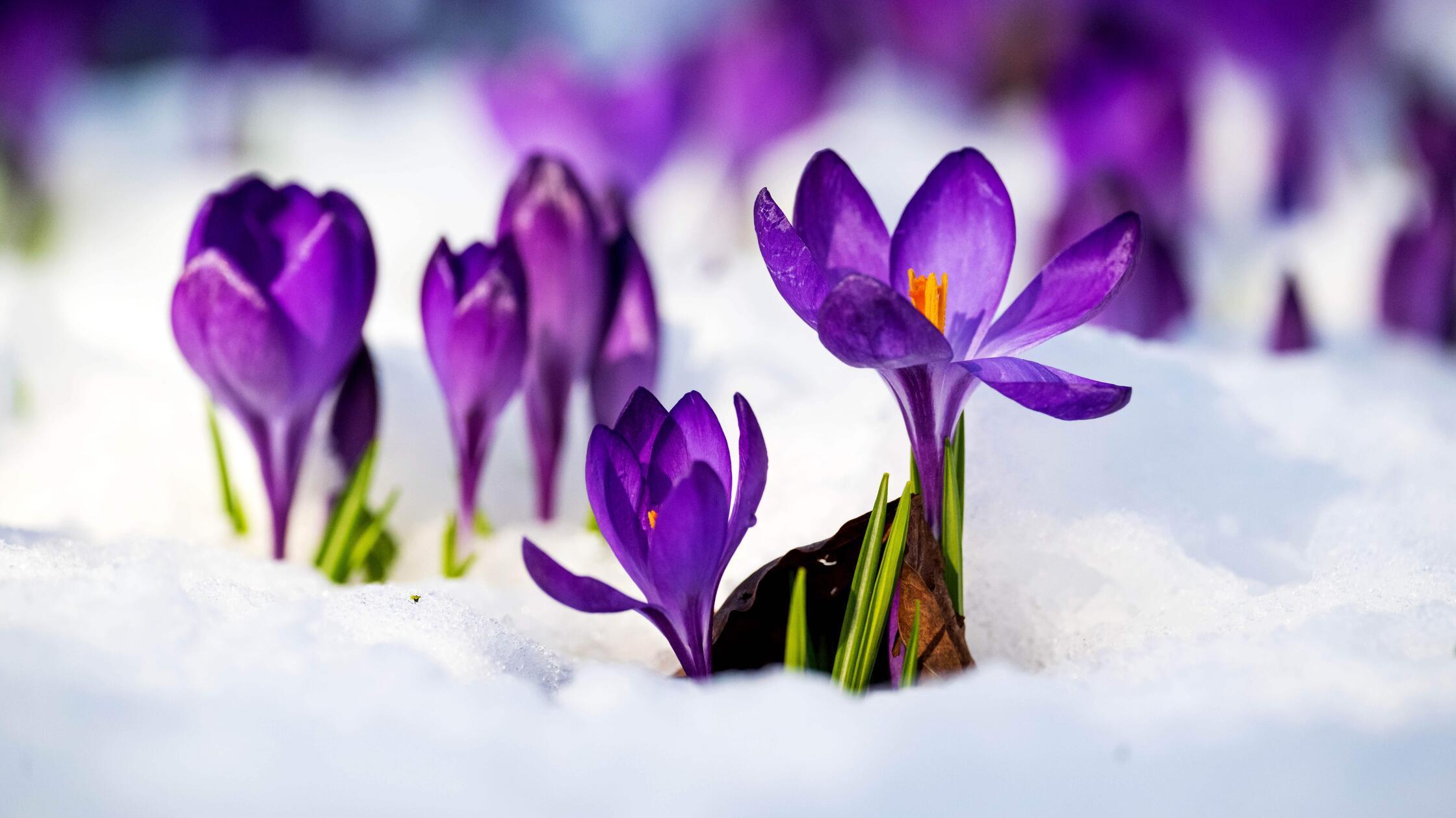Krokusse im Schnee