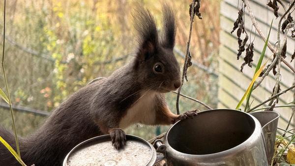 Eichhörnchen©Brigitte Lutzner