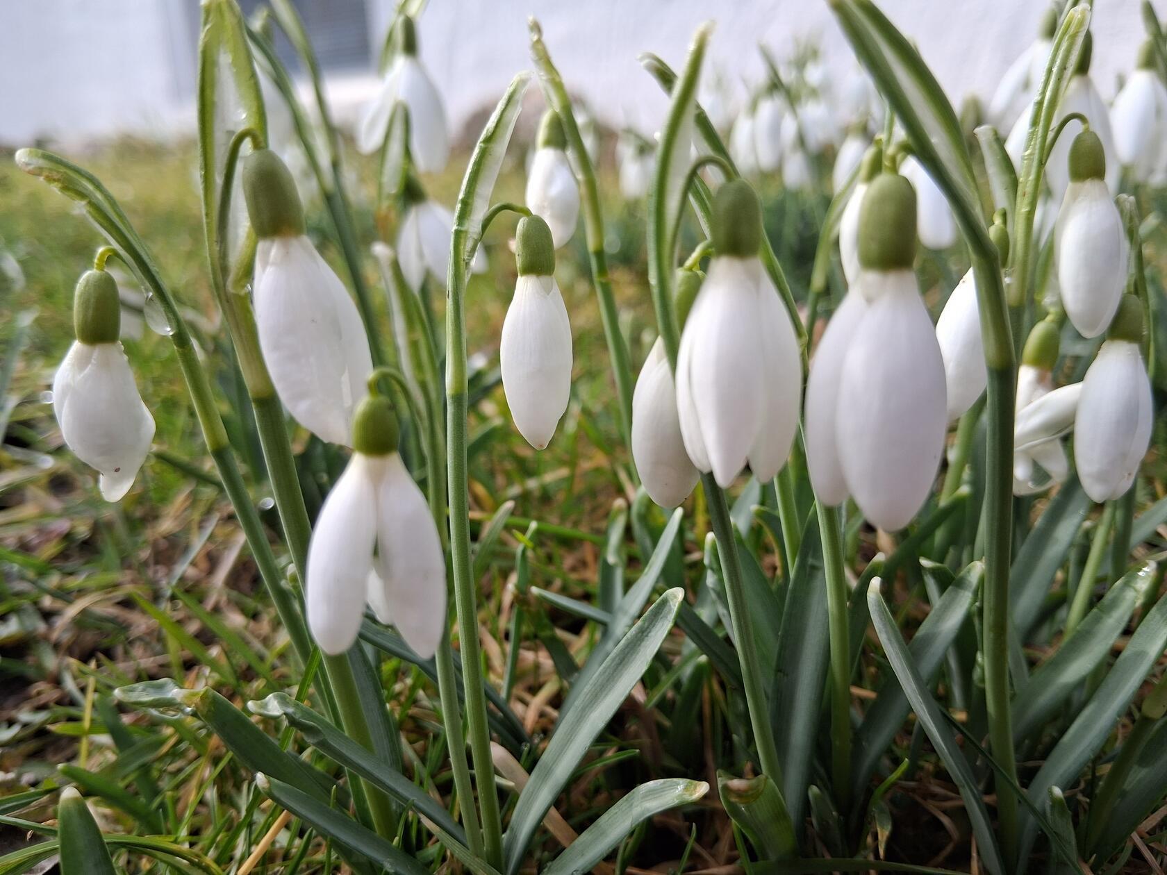 Wer genau hinschaut, kann sie schon entdecken- die ersten Frühlingsboten.