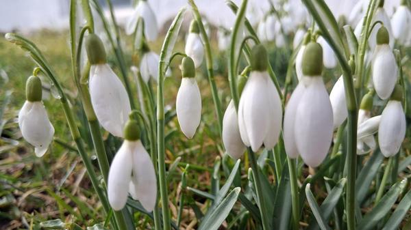 Wer genau hinschaut, kann sie schon entdecken- die ersten Frühlingsboten.