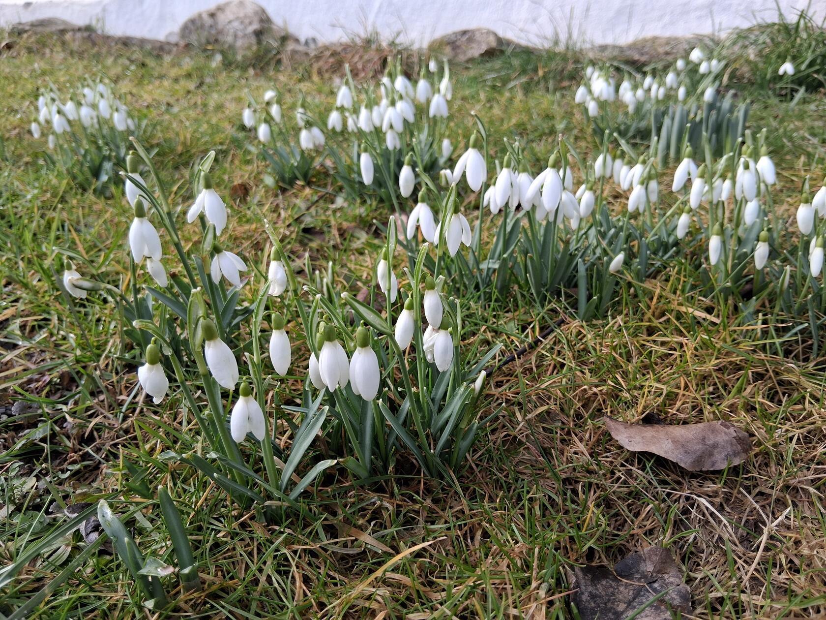 Auch wenn die Temperaturen es noch nicht erahnen lassen, der Frühling steht bereits in den Startlöchern.