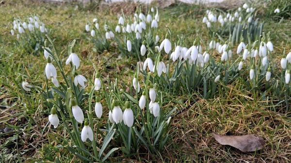 Auch wenn die Temperaturen es noch nicht erahnen lassen, der Frühling steht bereits in den Startlöchern.