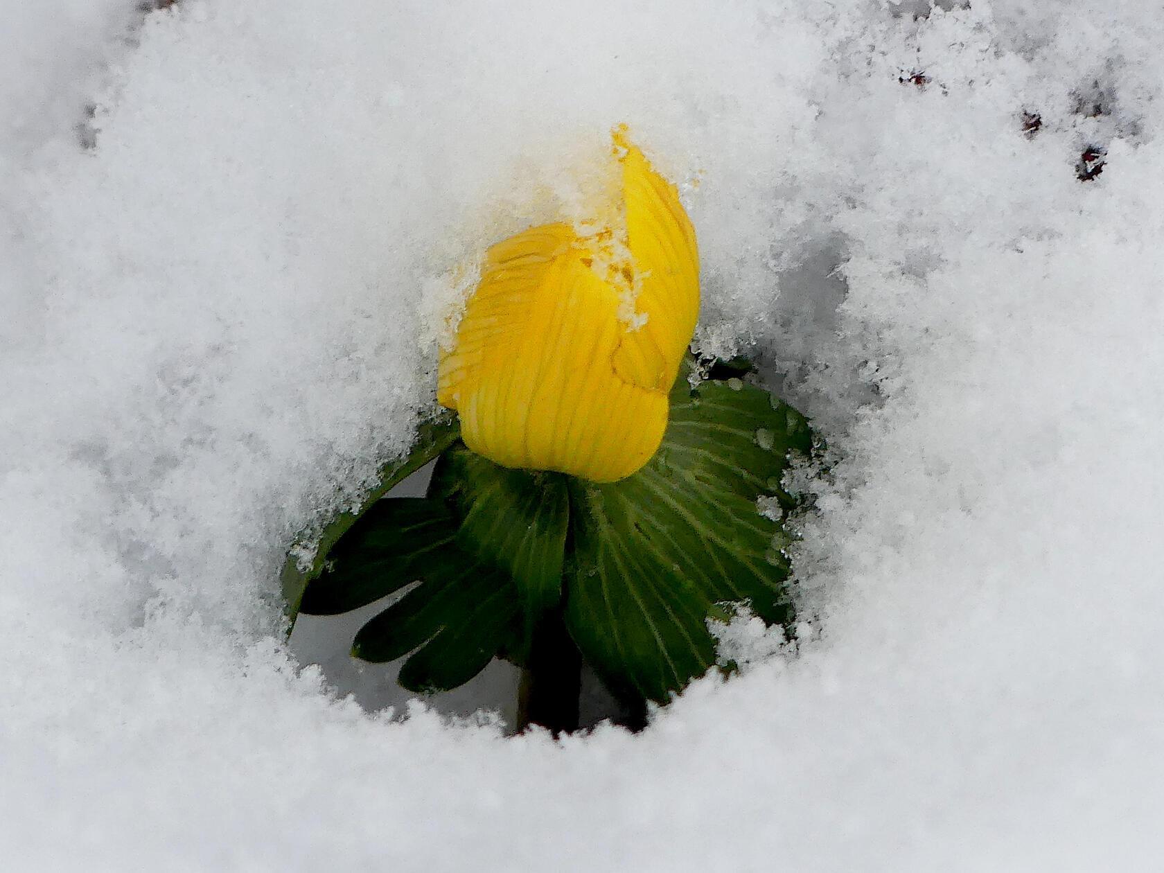 Dieser Winterling macht seinem Namen alle Ehre.