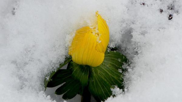 Dieser Winterling macht seinem Namen alle Ehre.