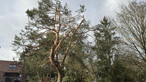 Foto: privat, gesp.2026.02.17 Motiv: Baum - Bäum