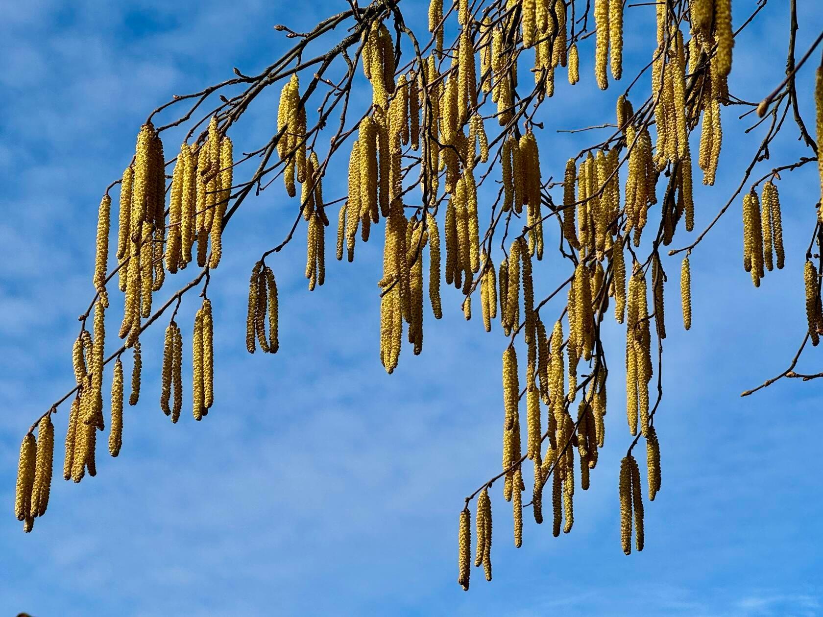 An einem Tag leuchten die Haselnussstauden goldgelb in der Sonne und lassen ein kleines Frühlingserahnen zu, am nächsten Tag ist wieder alles verschneit. Doch noch nicht Frühling.