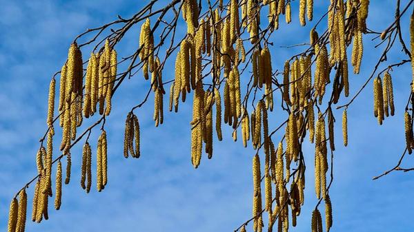 An einem Tag leuchten die Haselnussstauden goldgelb in der Sonne und lassen ein kleines Frühlingserahnen zu, am nächsten Tag ist wieder alles verschneit. Doch noch nicht Frühling.