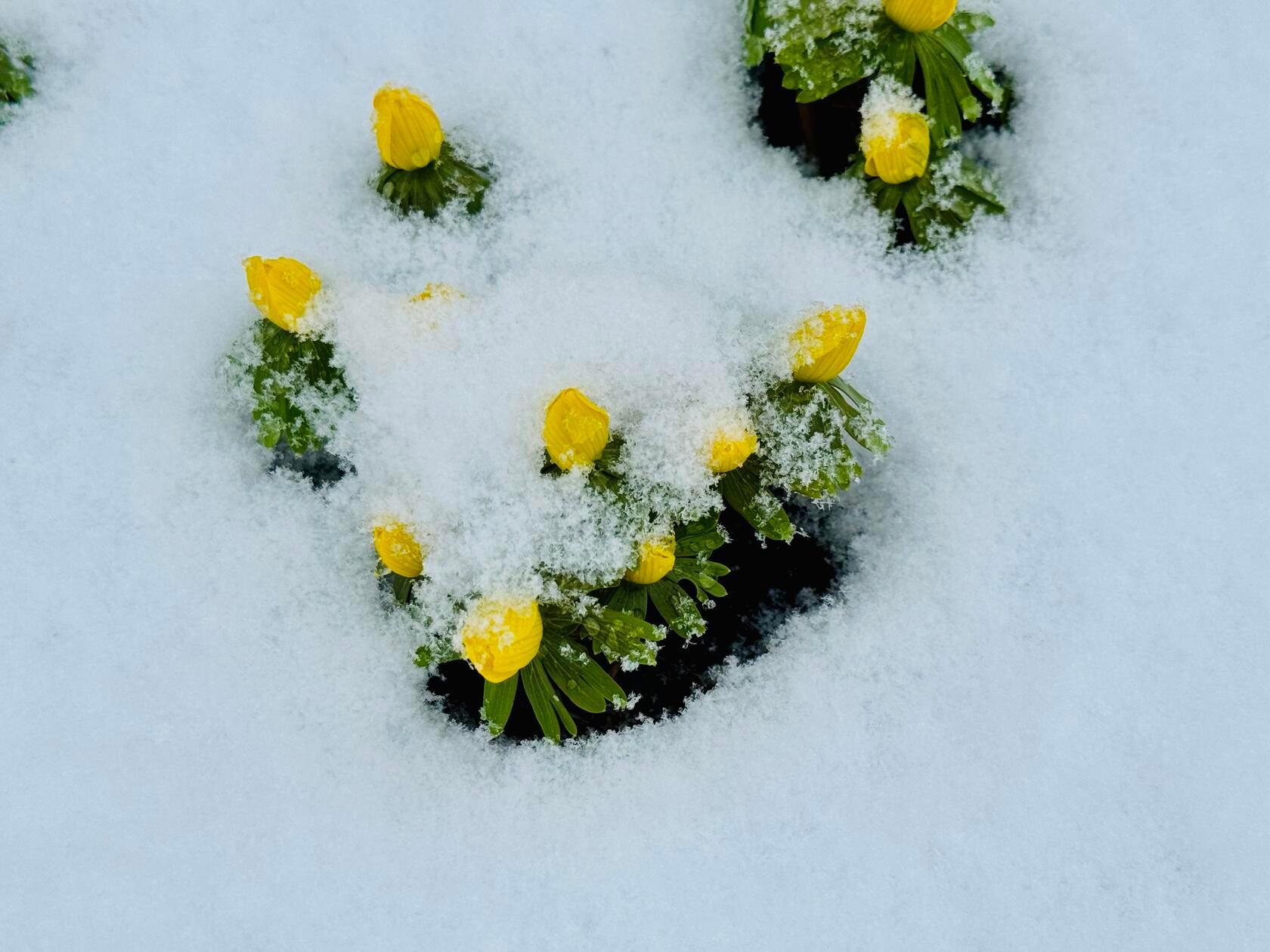 Gut, dass der Schnee diesen kleinen Frühlingsboten nichts anhaben kann. Winterlinge machen ihrem Namen dieses Jahr alle Ehre.