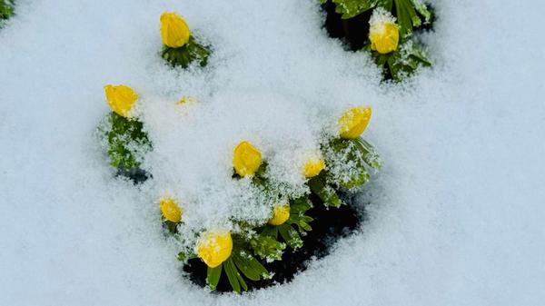 Gut, dass der Schnee diesen kleinen Frühlingsboten nichts anhaben kann. Winterlinge machen ihrem Namen dieses Jahr alle Ehre.