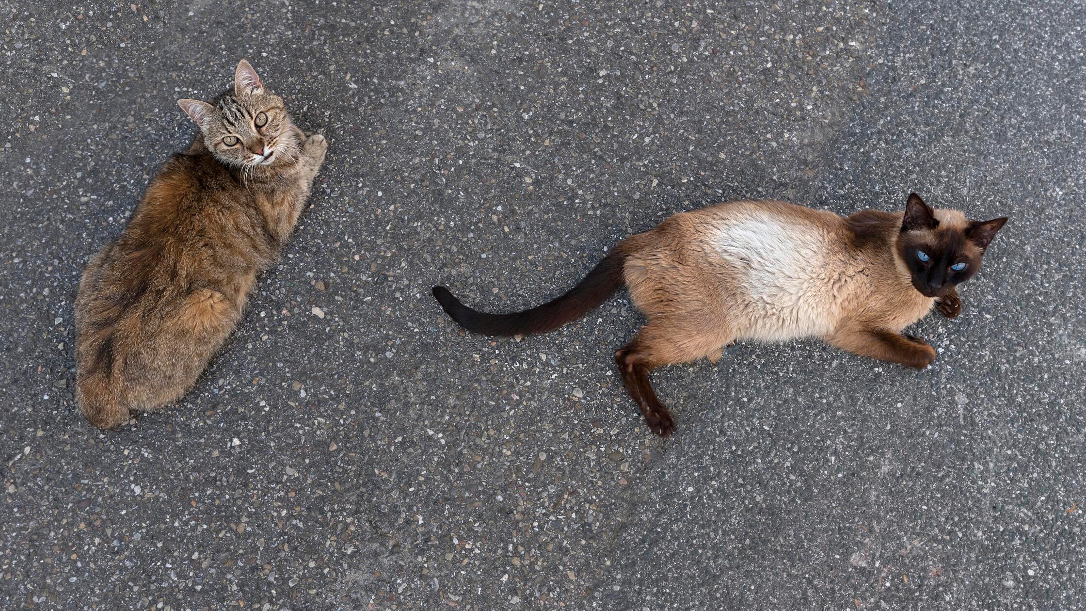 Zwei Straßenkatzen liegen auf dem Asphalt, Bayern,