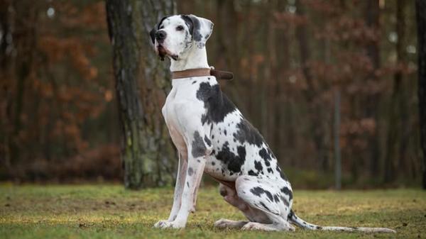 637820201_1342402091265892_6506601954663085101_n