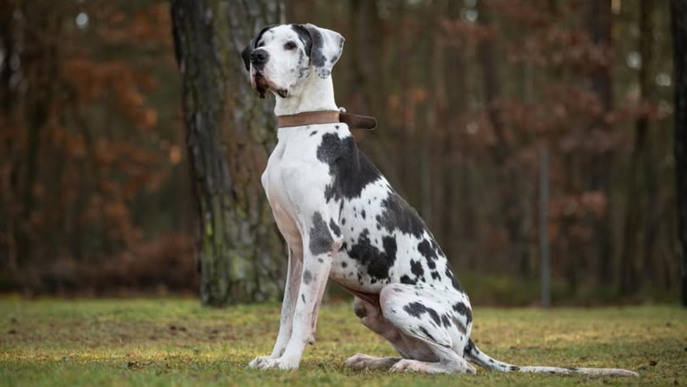 Mehr Tiere aus dem Tierheim Nürnberg