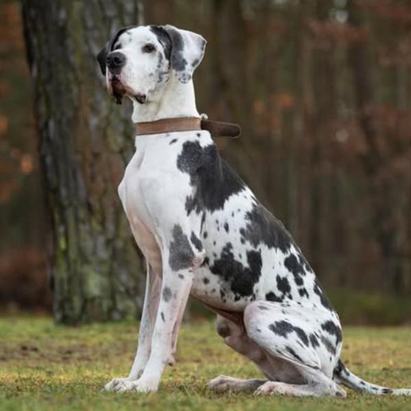 Mehr Tiere aus dem Tierheim Nürnberg