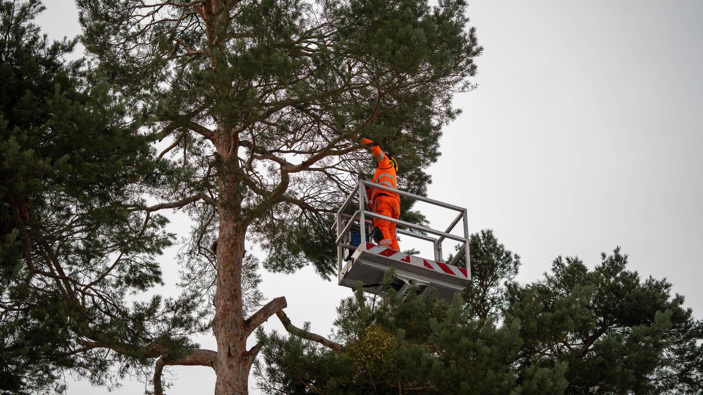 In den meisten Teilen Frankens wird der Präsenzunt