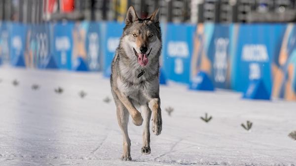 Olympia, Olympische Winterspiele Mailand Cortina 2